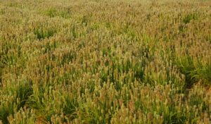 即日査定で利用できる換金サービスはどれが便利？