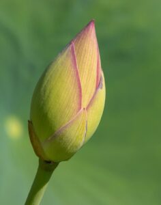 贈答品の宅配買取で未開封の商品をお得に処分する方法は？