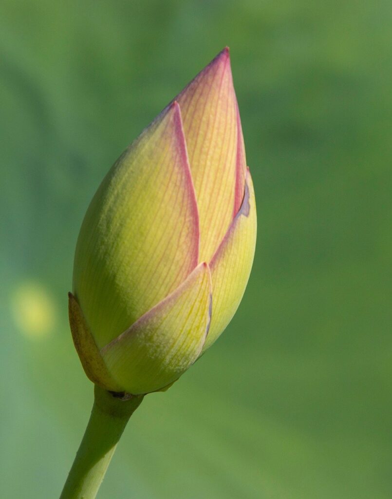 贈答品の宅配買取で未開封の商品をお得に処分する方法は？